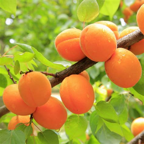 Apricot